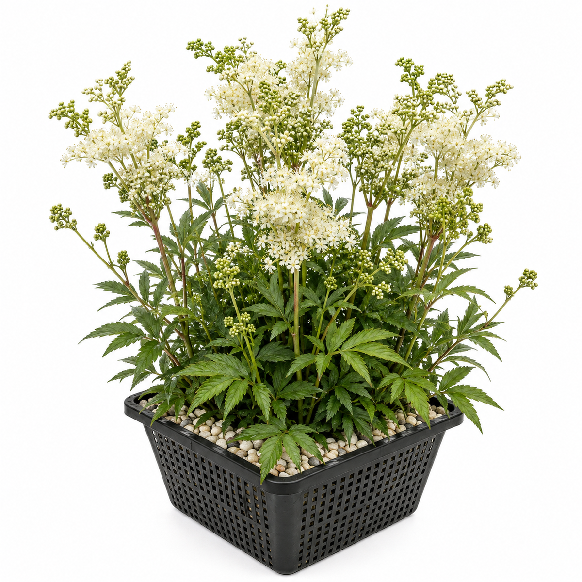Reina De Los Prados - Filipendula Ulmaria - Set De 4 Con Cesta_0