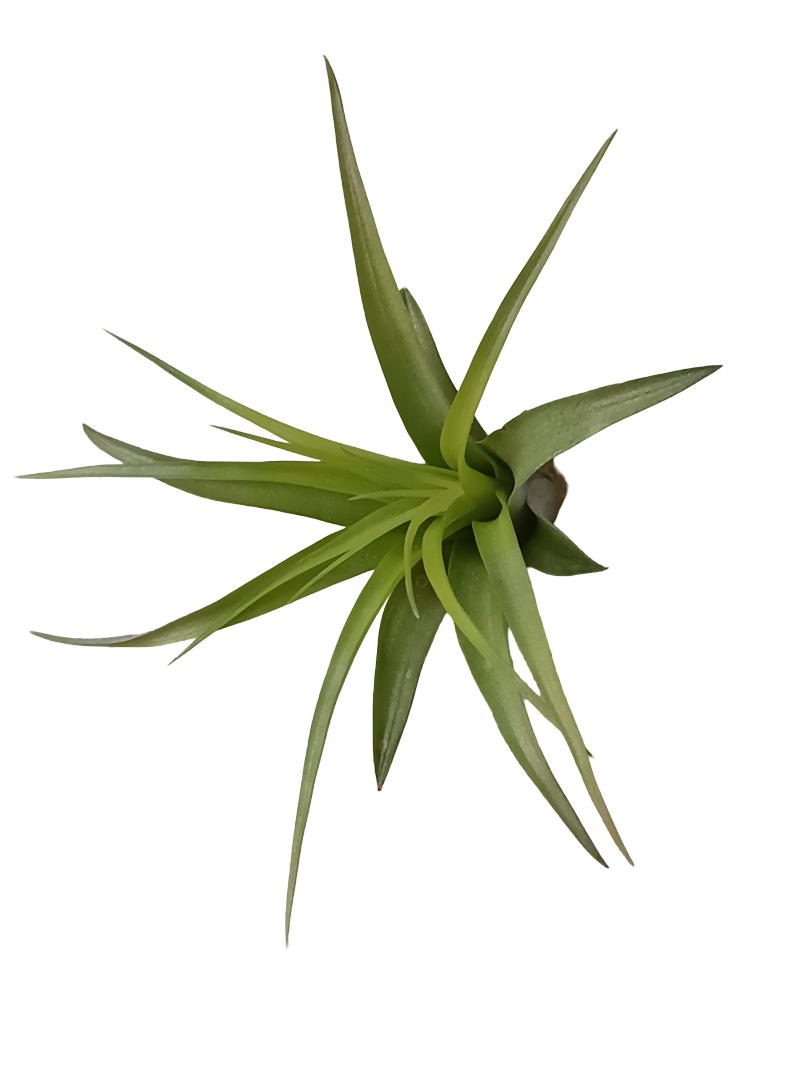 Tillandsia Brachycaulo Clavel Del Aire Tillandsias_0
