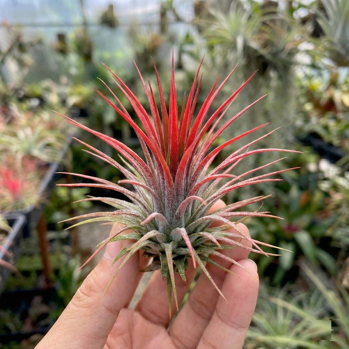 Tillandsia - 13 Unidades Con Spray - Plantas De Aire Sin Tierra_2