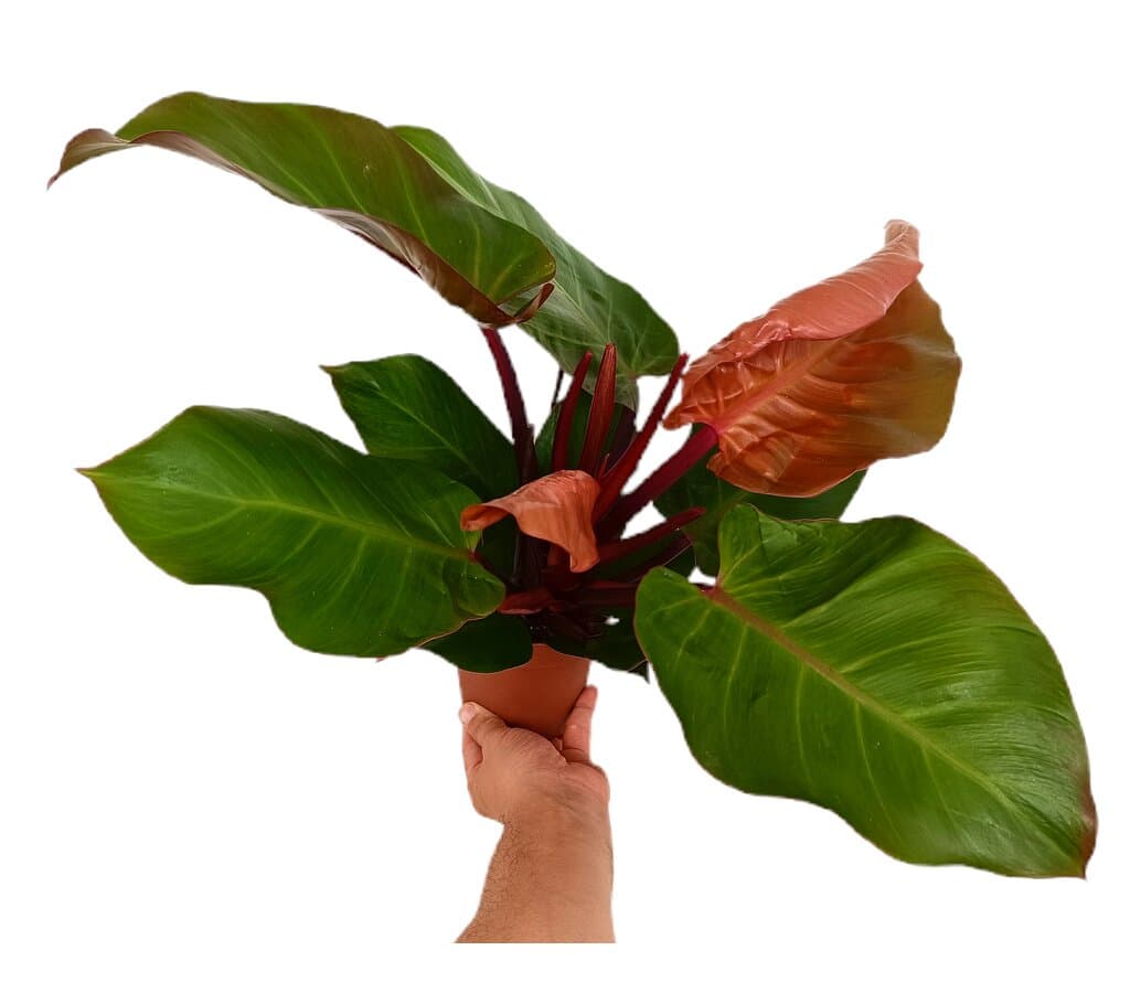 Philodendron Sunlight Red M12 25cm_0