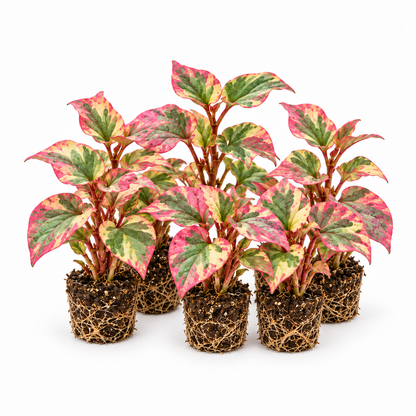 Anémona De Pantano - Houttuynia Cordata - 12 Plantas_0