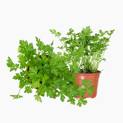 Maceta Perejil Común 10,5 Cm - Plantabo_0