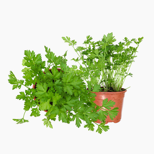Maceta Perejil Común 10,5 Cm - Plantabo_0