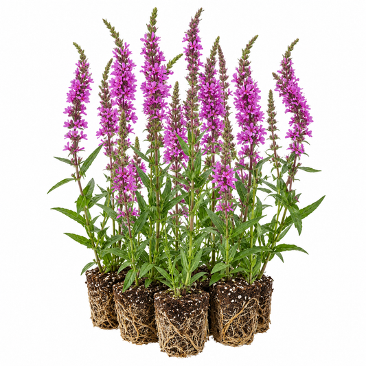 Salicaria - Lythrum Salicaria - 12 Plantas_0