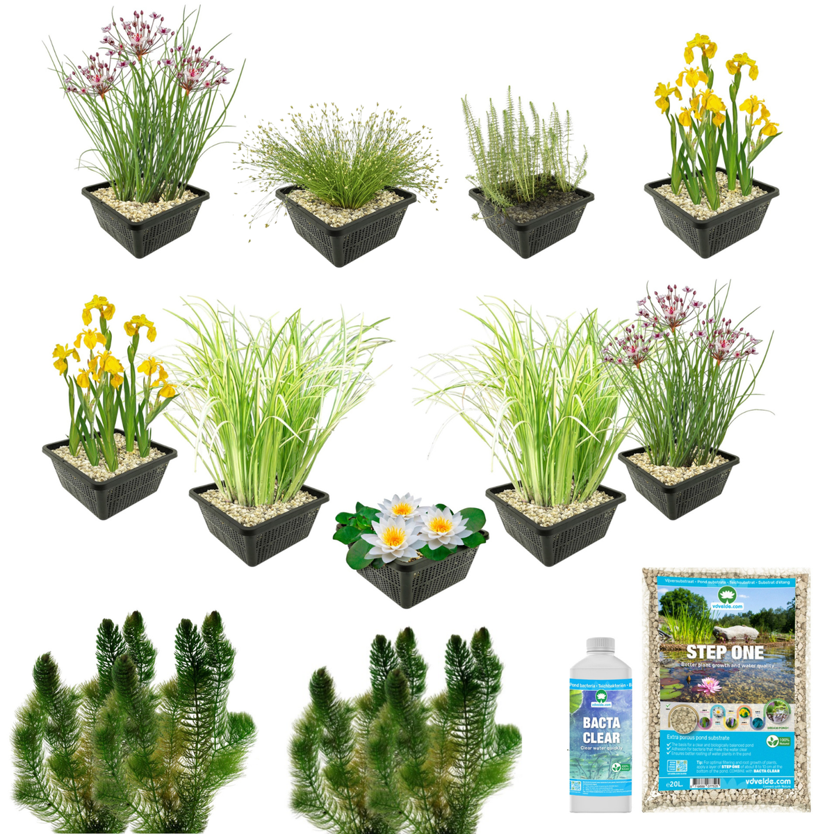 Pack Estanque Nativo 500-1250l - Nenúfar Blanco Y Oxigenantes_3