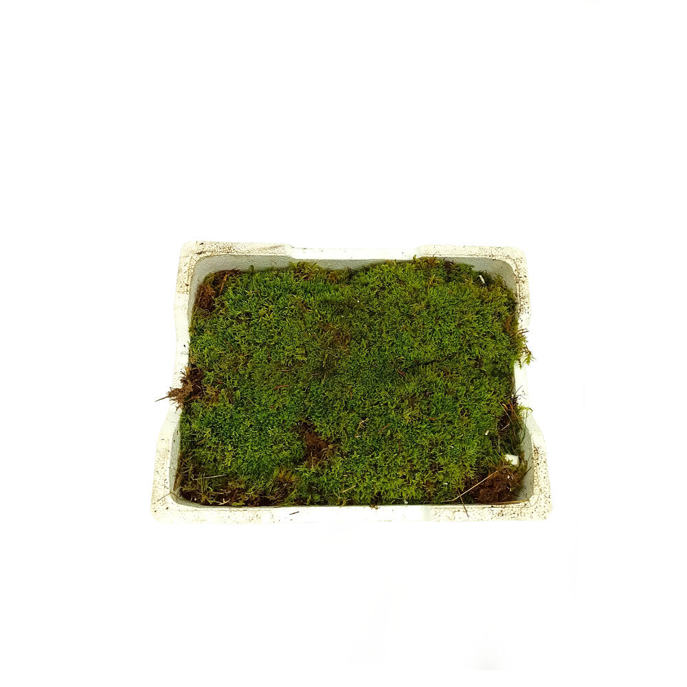 Musgo Platmos_2
