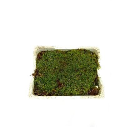 Musgo Platmos_2