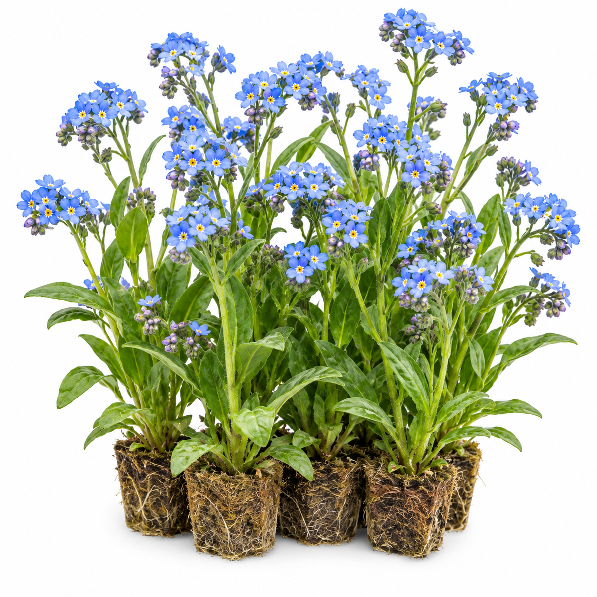 Nomeolvides Acuático - Myosotis Scorpioides - 12 Plantas_0