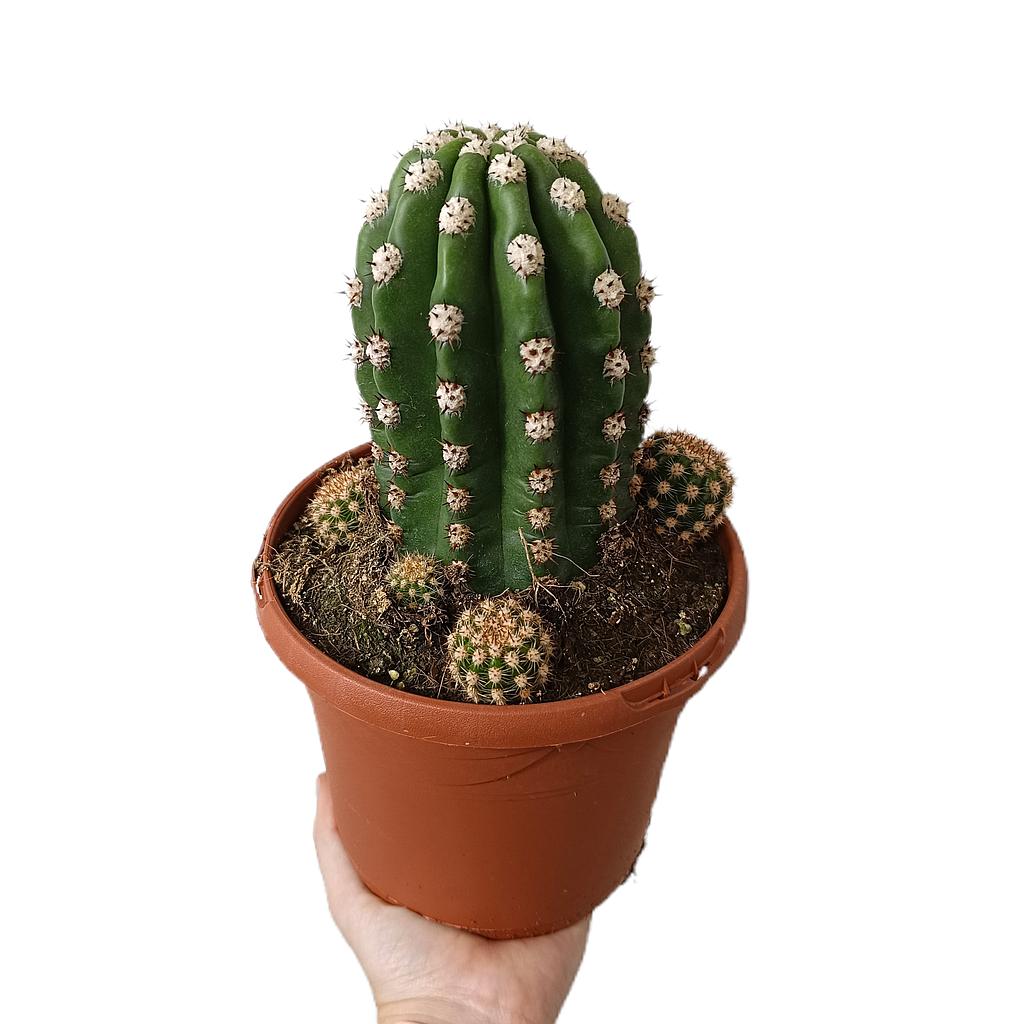 Trichocereus Purpureopilosus M17_0