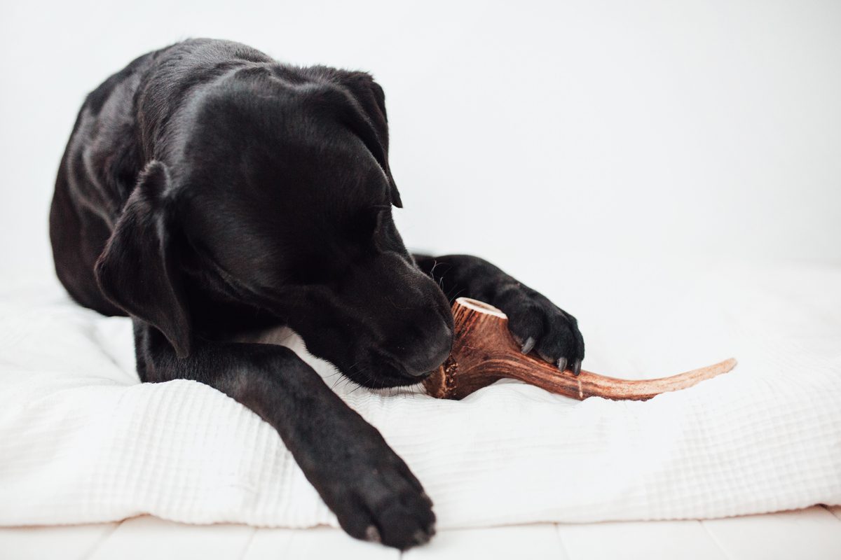 Bimorbox Wildlife · Pack Snacks Y Juguetes Naturales Para Perros._3