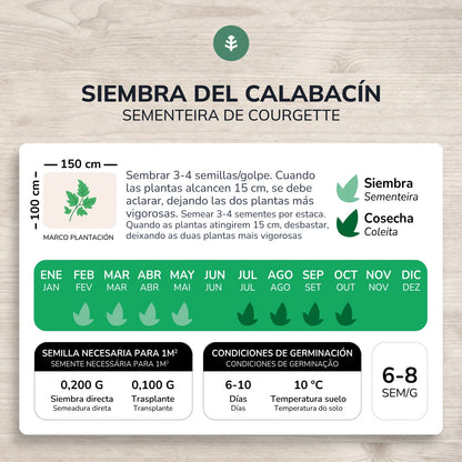 Semillas de Calabacín Black Beauty ecológicas Planeta Huerto