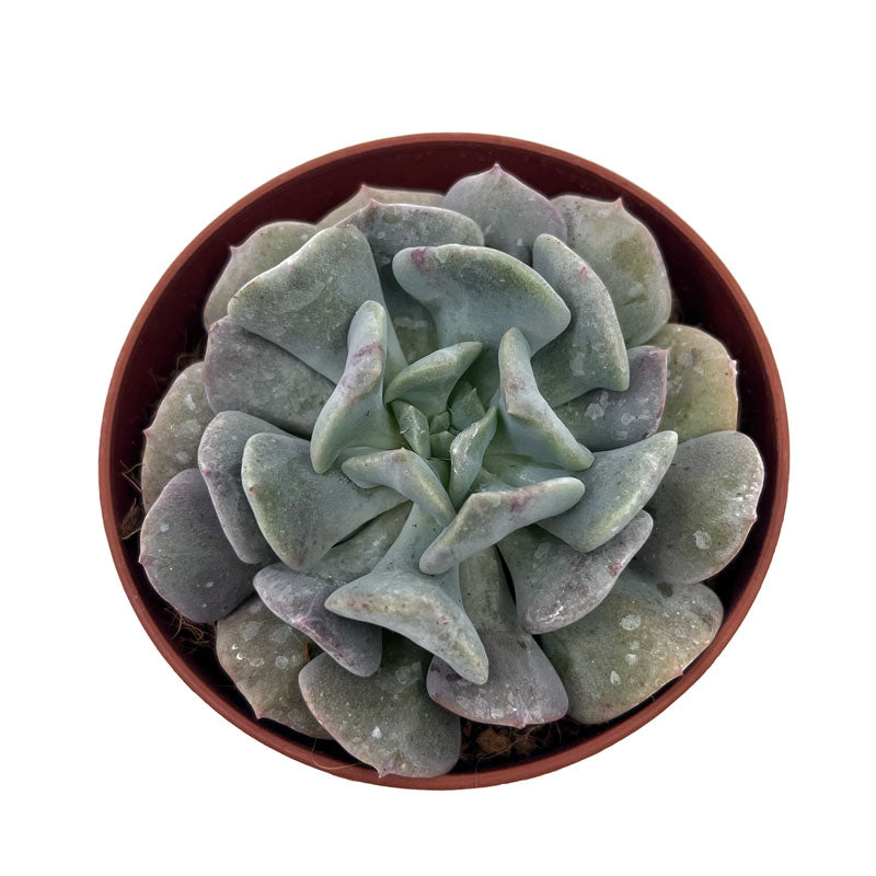 Echeveria Cubic Frost Cactus Y Suculentas M8,5 cm Ø_1