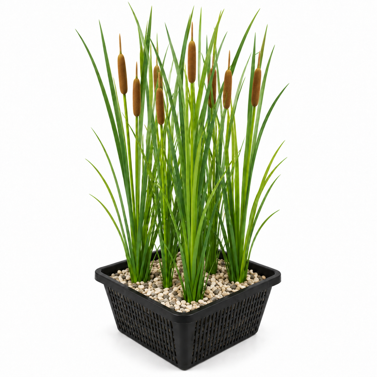 Espadaña De Hoja Estrecha - Typha Softroots - Set De 4 Con Cesta_0