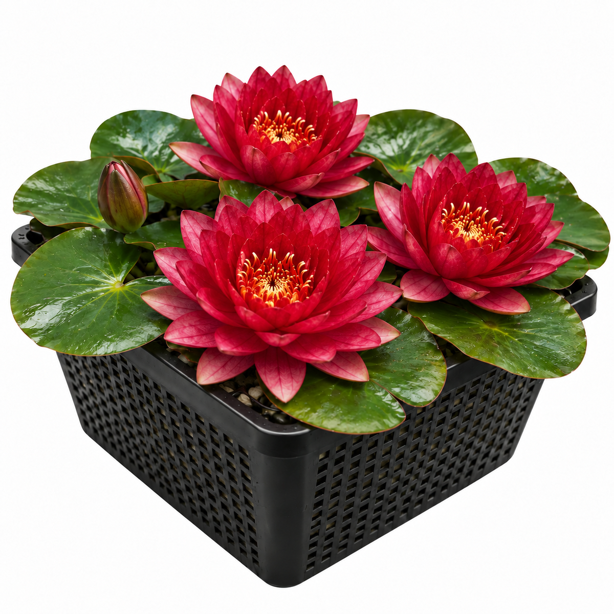 Nymphaea Petroula Nenúfar Estanque - Floración - Resistente - Con Cesta_0