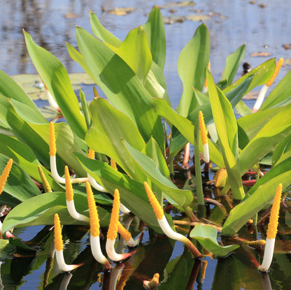 Maza Dorada - Orontium Aquaticum - Set De 4 Con Cesta_2