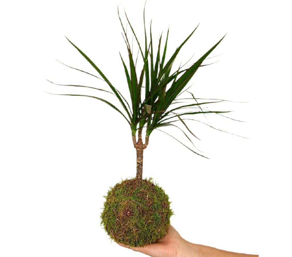 Kokedama Dracena Marginata 35cm_0