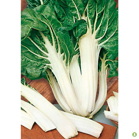 Semillas Acelga Verde Penca Blanca Ancha_0
