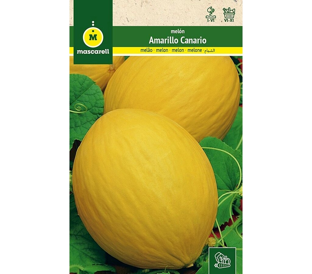 Semilla Melón Amarillo Canario_0