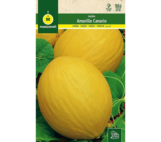 Semilla Melón Amarillo Canario_0