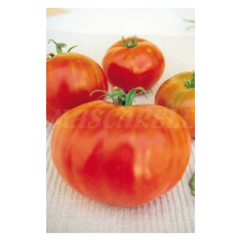 Semillas Tomate Valenciano Gordal Plus_0
