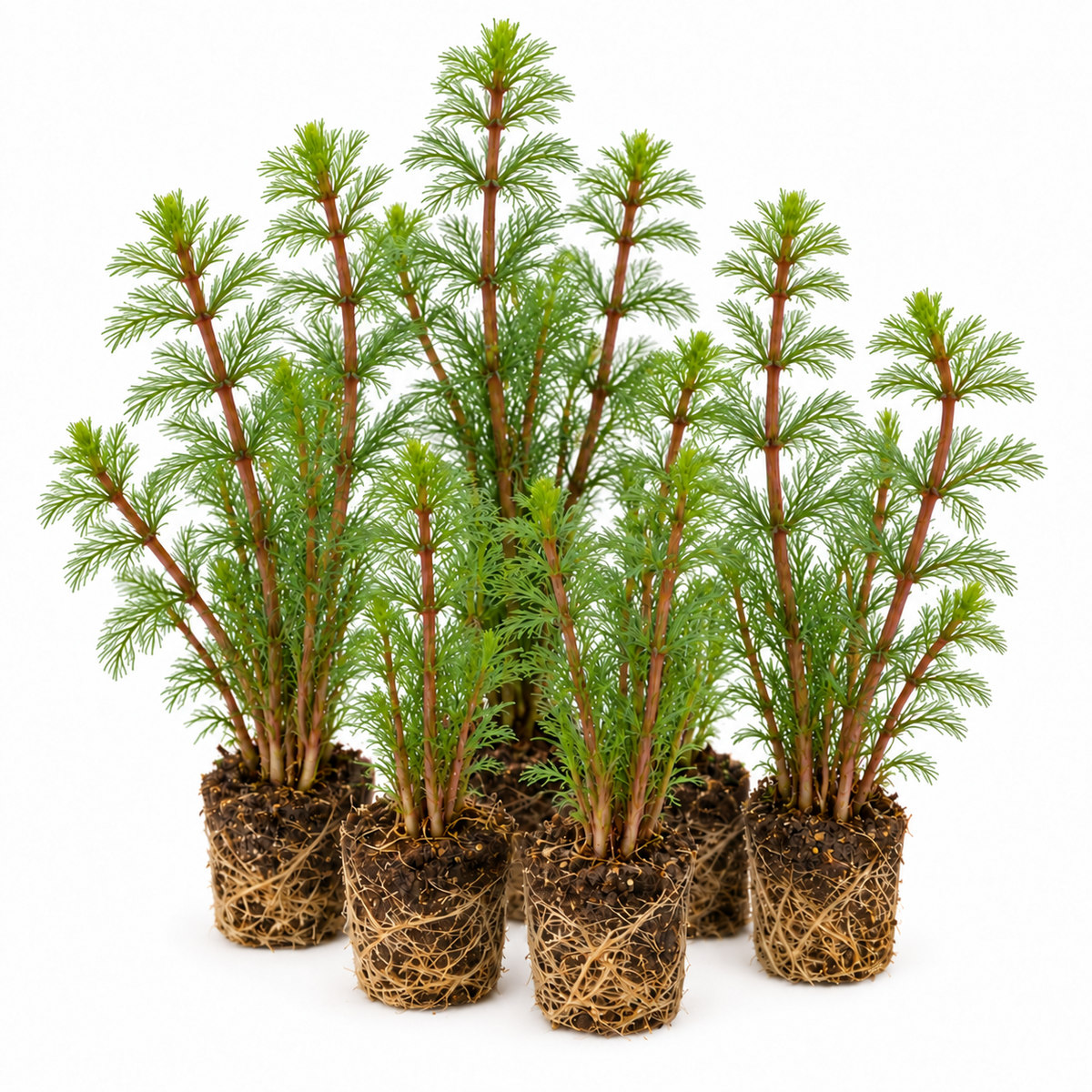 Milhojas - Myriophyllum Rubricaule - 12 Plantas_0