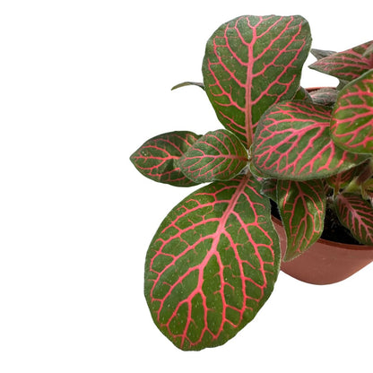 Fittonia Variedad Con Hojas Coloridas_1