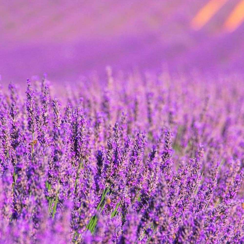 Fragancia Para Lámpara Catalítica Aroma Lavender Expression (500ml) - Elimina Malos Olores, Perfuma Y Limpia El Ambiente_2