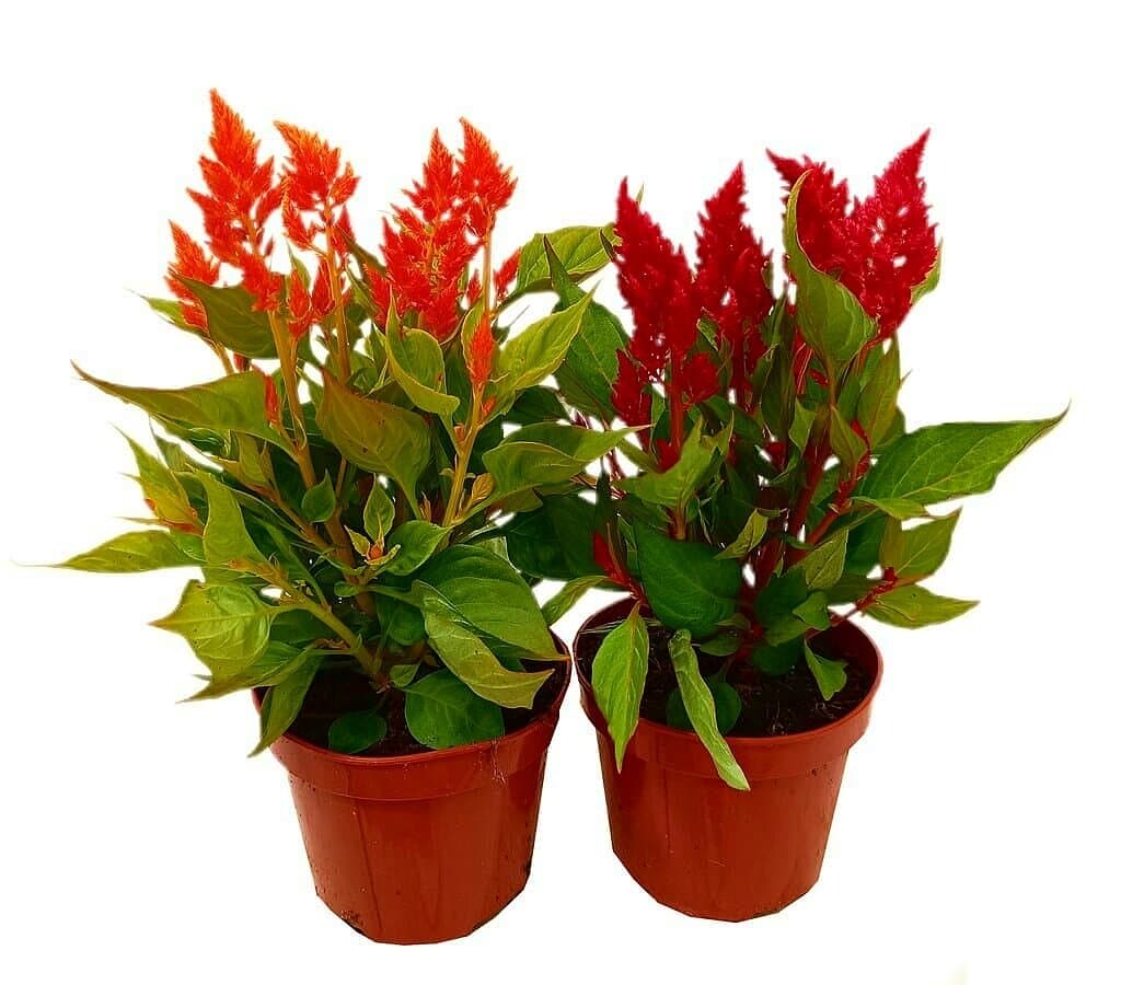 Celosia Argentea M13_0