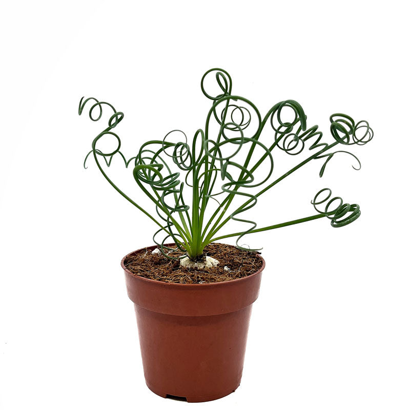 Albuca Spiralis Cactus Y Suculentas M8,5 cm Ø_0