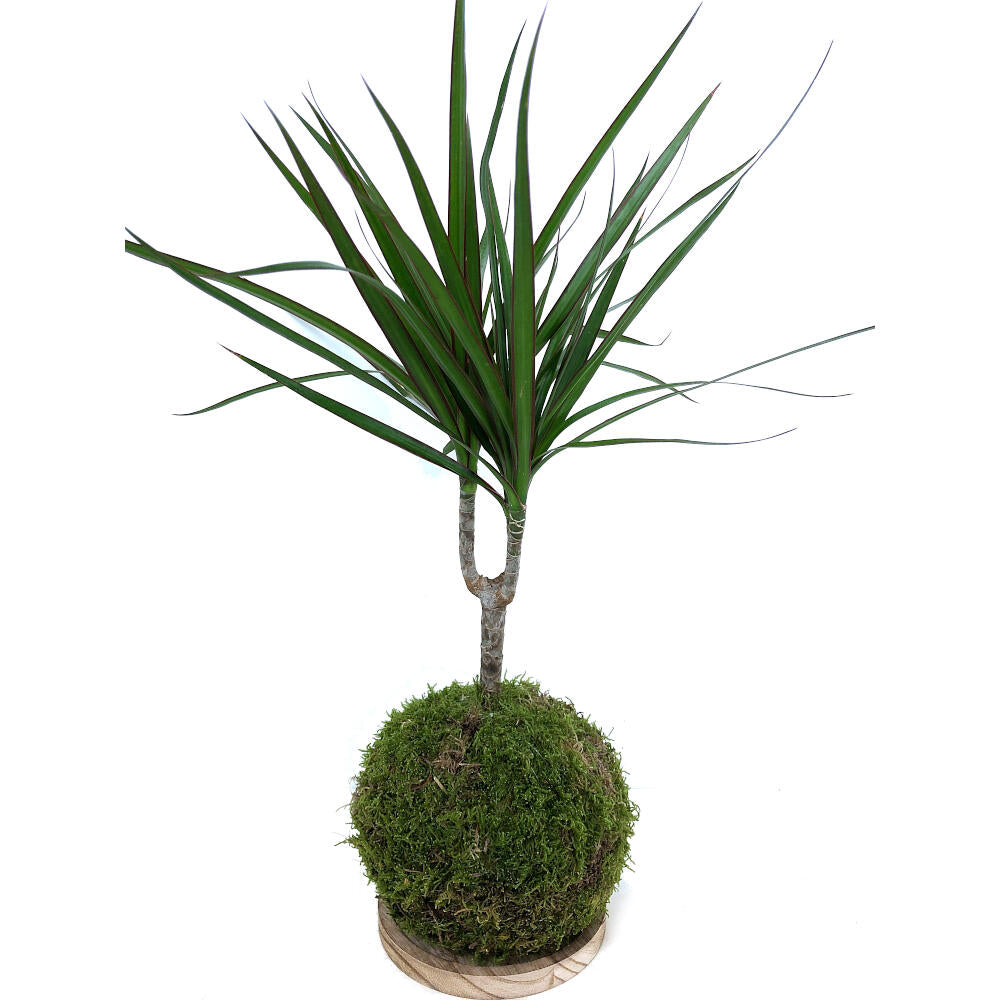 Kokedama Marginata 50cm_0