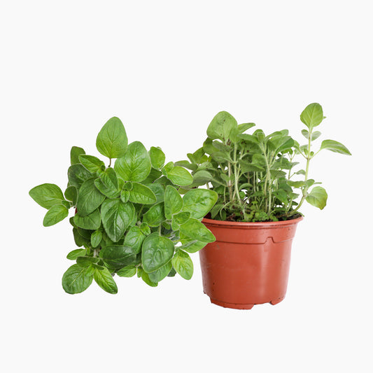 Maceta Orégano 10,5 Cm - Plantabo_0