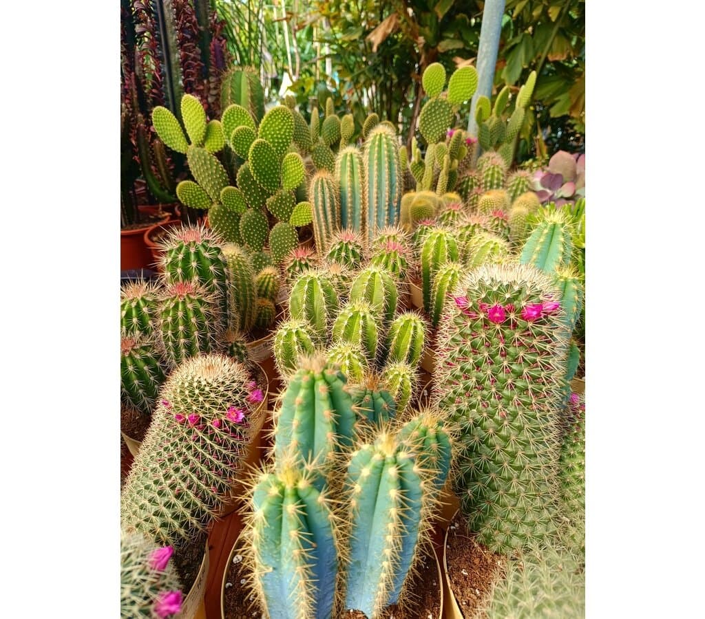 Cactus Variados M17 (unidad)_2