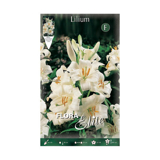 Bulbo Azucena Lilium candicum 1 ud