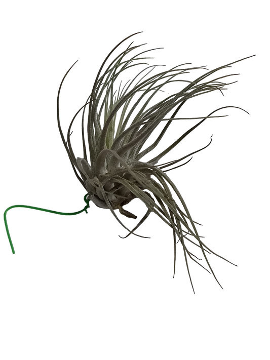 Tillandsia Velickiana Planta Natural Clavel Del Aire_0