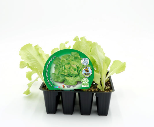 Pack Plantones Lechuga Trocadero 12 Ud. Natural - Fitoralia_0