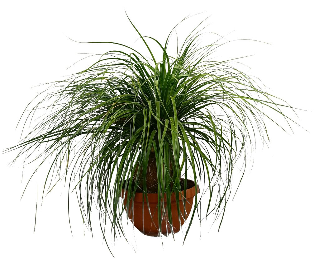 Beaucarnea Recurvata M40 80-100cm (nolina Bola) Pata De Elefante_0