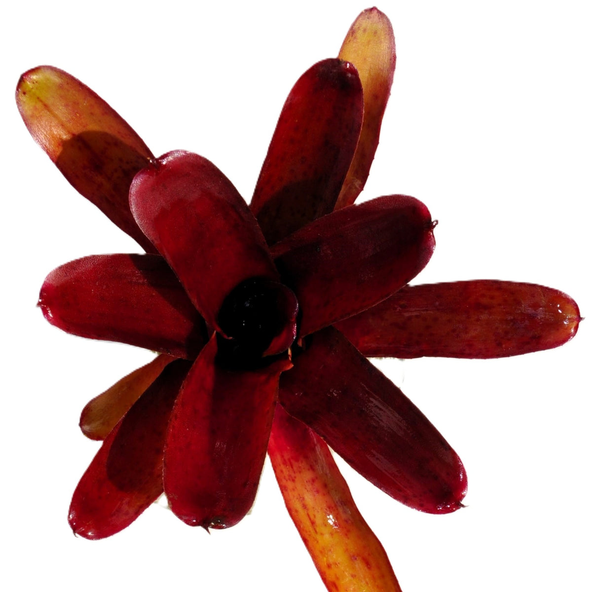 Neoregelia 'amazon', Bromelia Ornamental, Curiosarium, Altura 10 Cm, Diámetro 10 Cm, Sin Sustrato_1