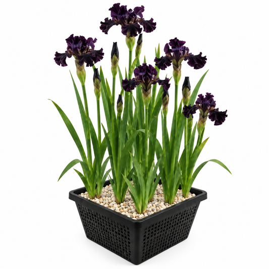 Lirio Negro - Iris Louisiana_0