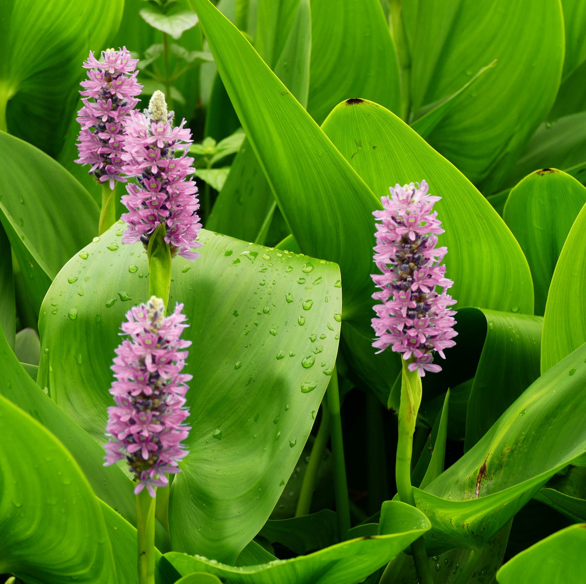 Pontederia Rosa - Pontederia Cordata - Set De 4 Con Cesta_2