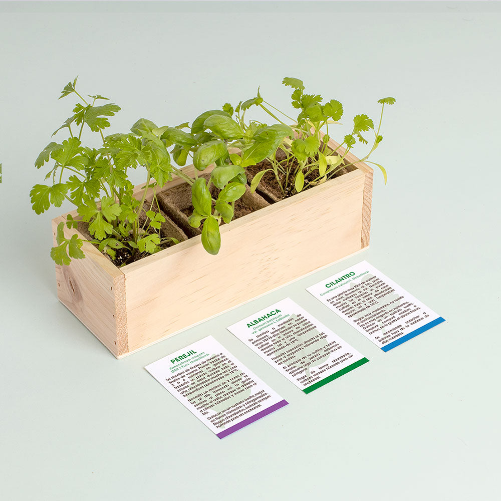 Mini Huerto Hierbas Aromáticas Perejil, Albahaca y Cilantro | Kit Fácil - Resetea_2
