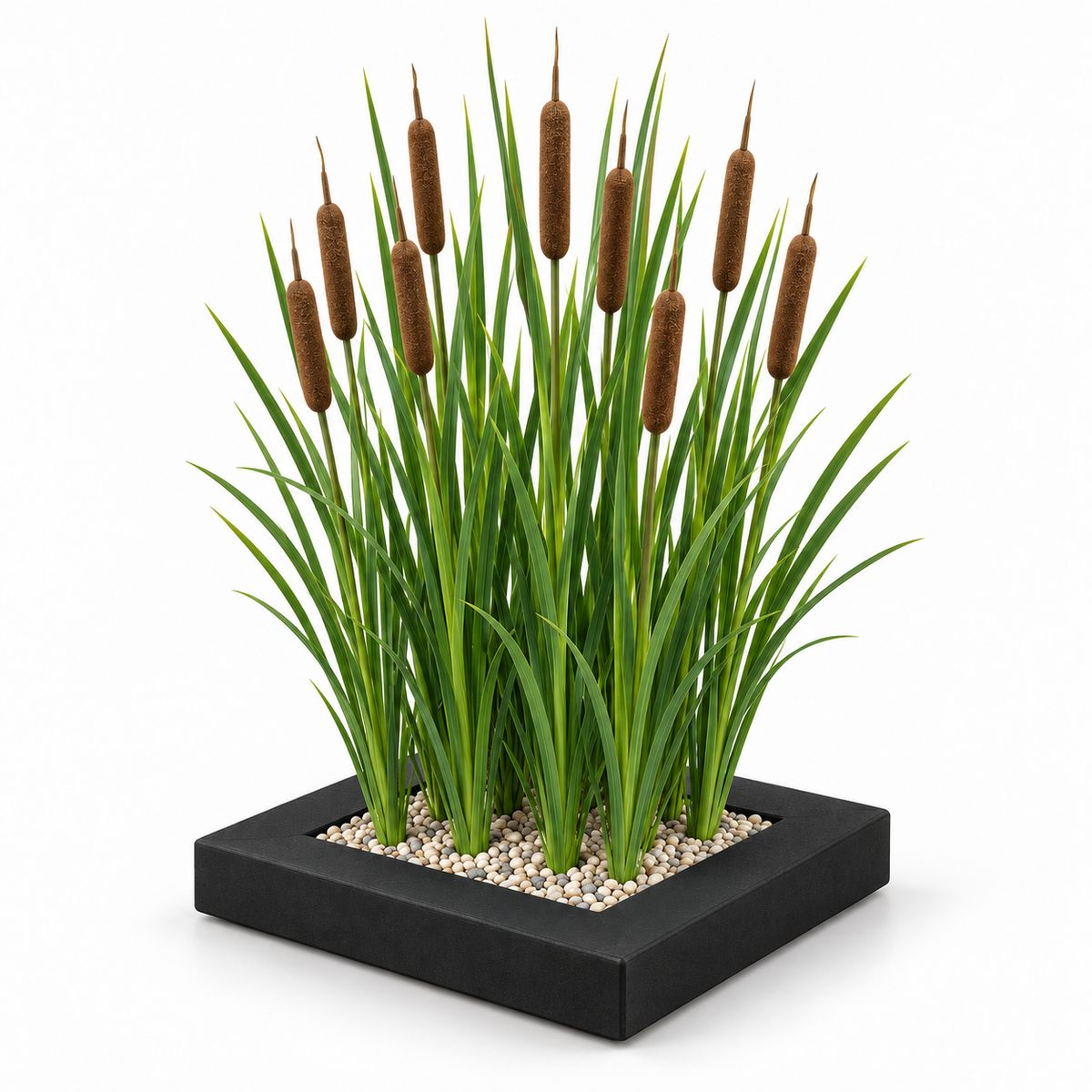 Isla De Plantas Espadaña - 4 Plantas Acuáticas - Typha Latifolia_0