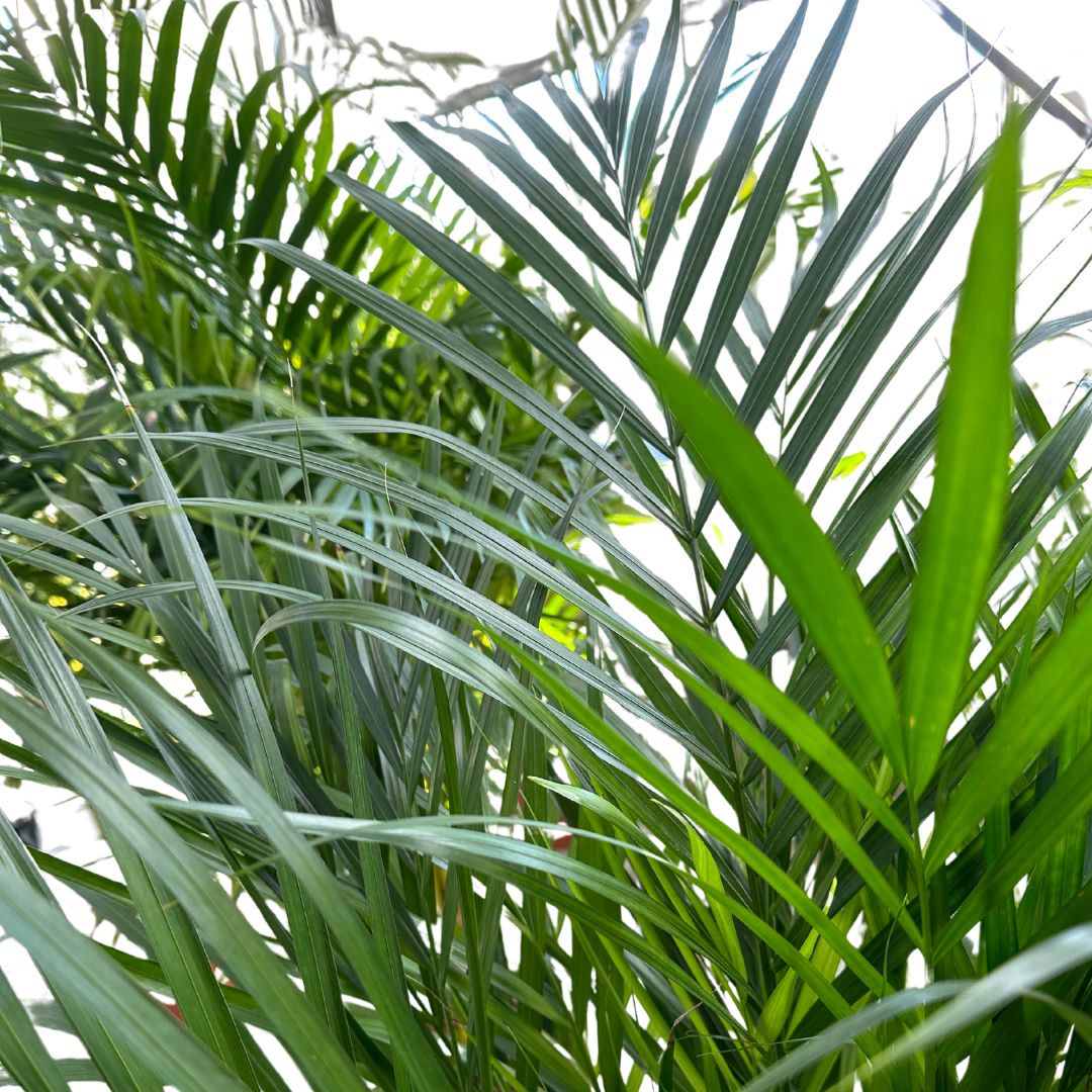 Areca Planta De Aire Limpio (areca Palm, Dypsis Lutescens) M14_1