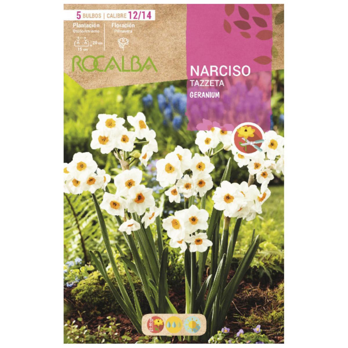Bulbo Narciso Tazzeta Geranium blanco naranja 5 uds Rocalba