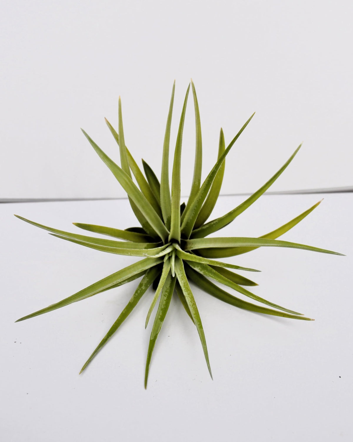 Tillandsia velutina; planta del aire, verde y gris aterciopelado; Curiosarium; altura 15 cm, diámetro 15-20 cm_1
