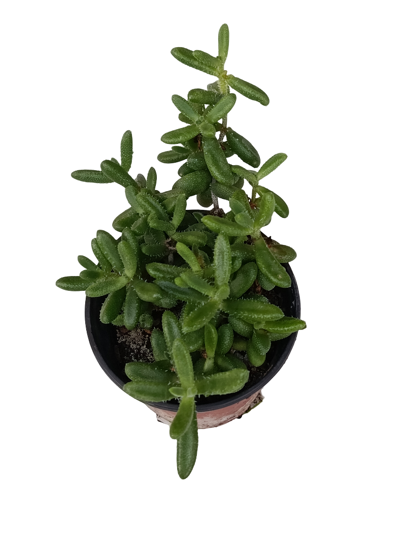Delosperma Echinatum Planta Suculenta Colgante Ø8_0