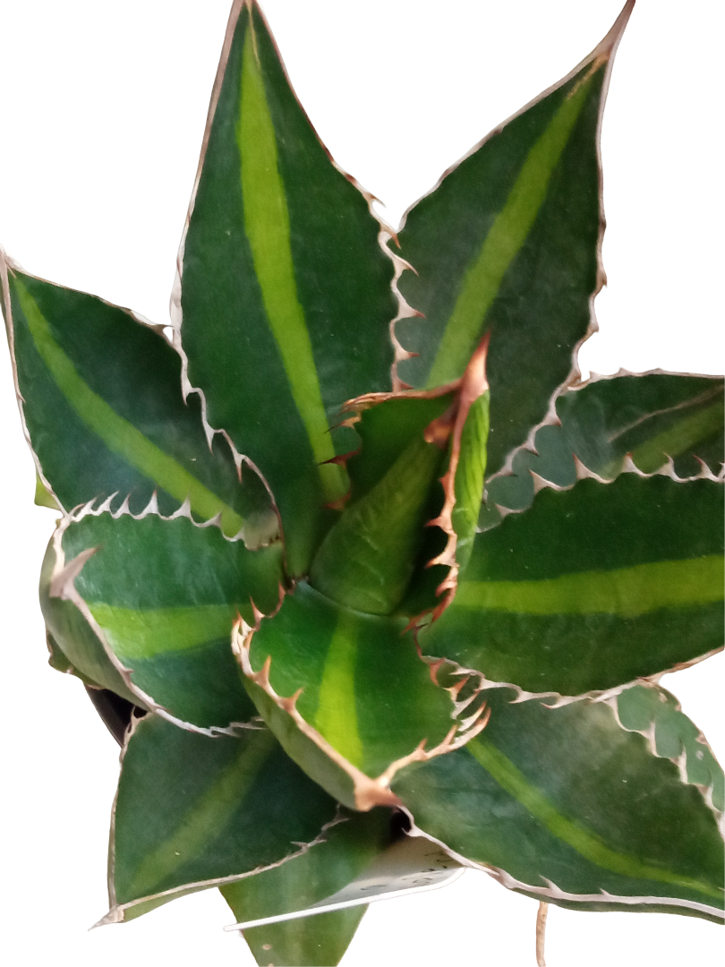 Agave Univitatta Splendida Planta Suculenta Joven De Sol Ø8 Cm_0