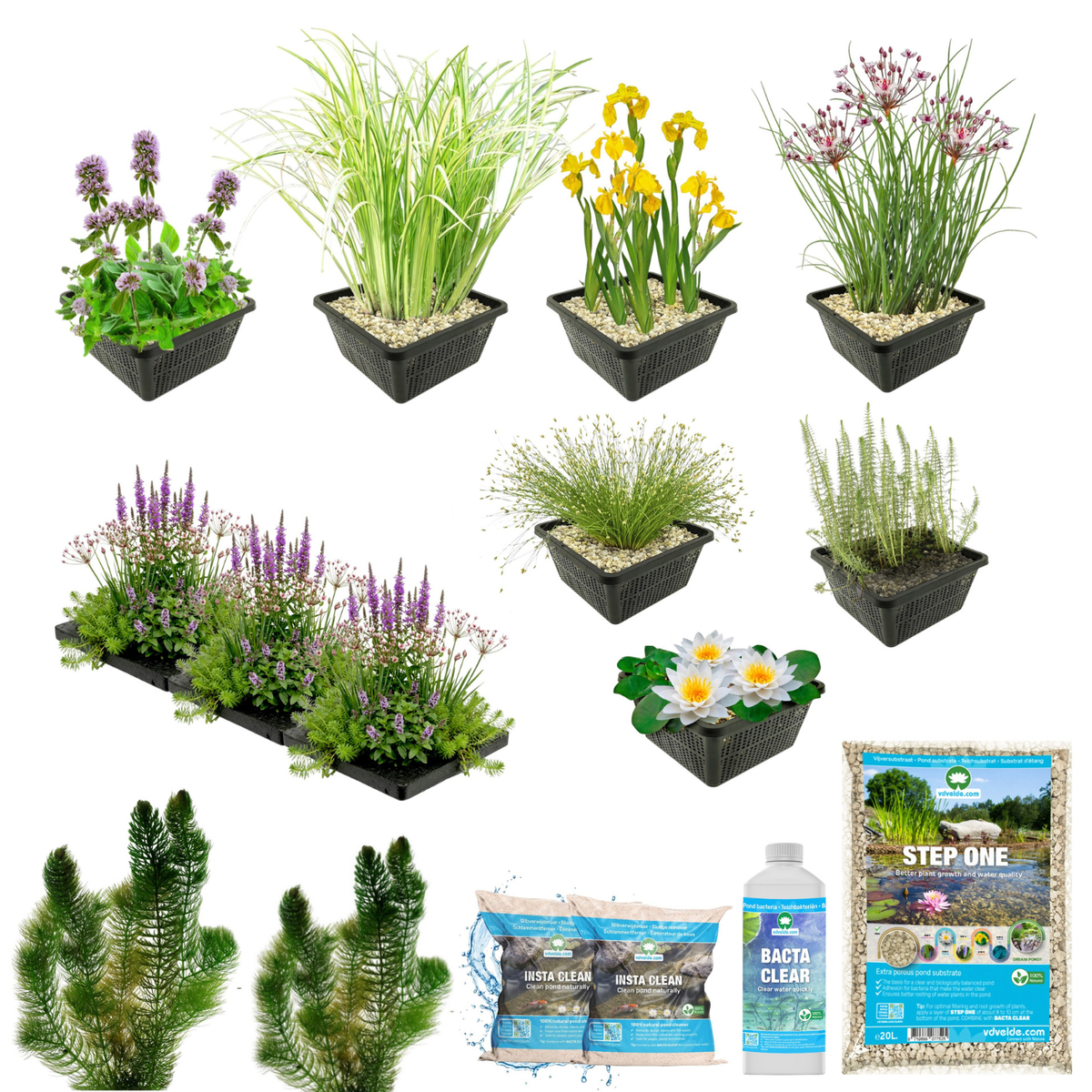 Pack Estanque Nativo 1.500-3.000l - Oxigenantes & Ribera - Nymphaea Alba_2
