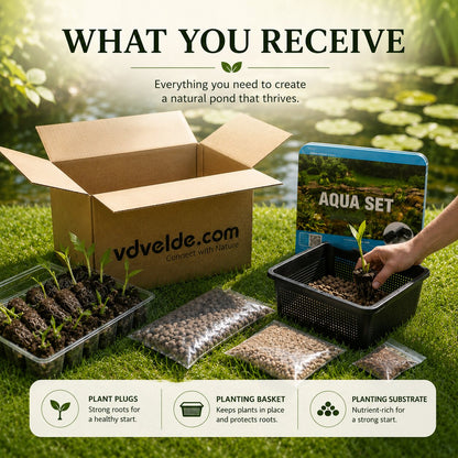 Salicaria Lythrum Salicaria - 4 Plantas Con Cesta Y Sustrato_3