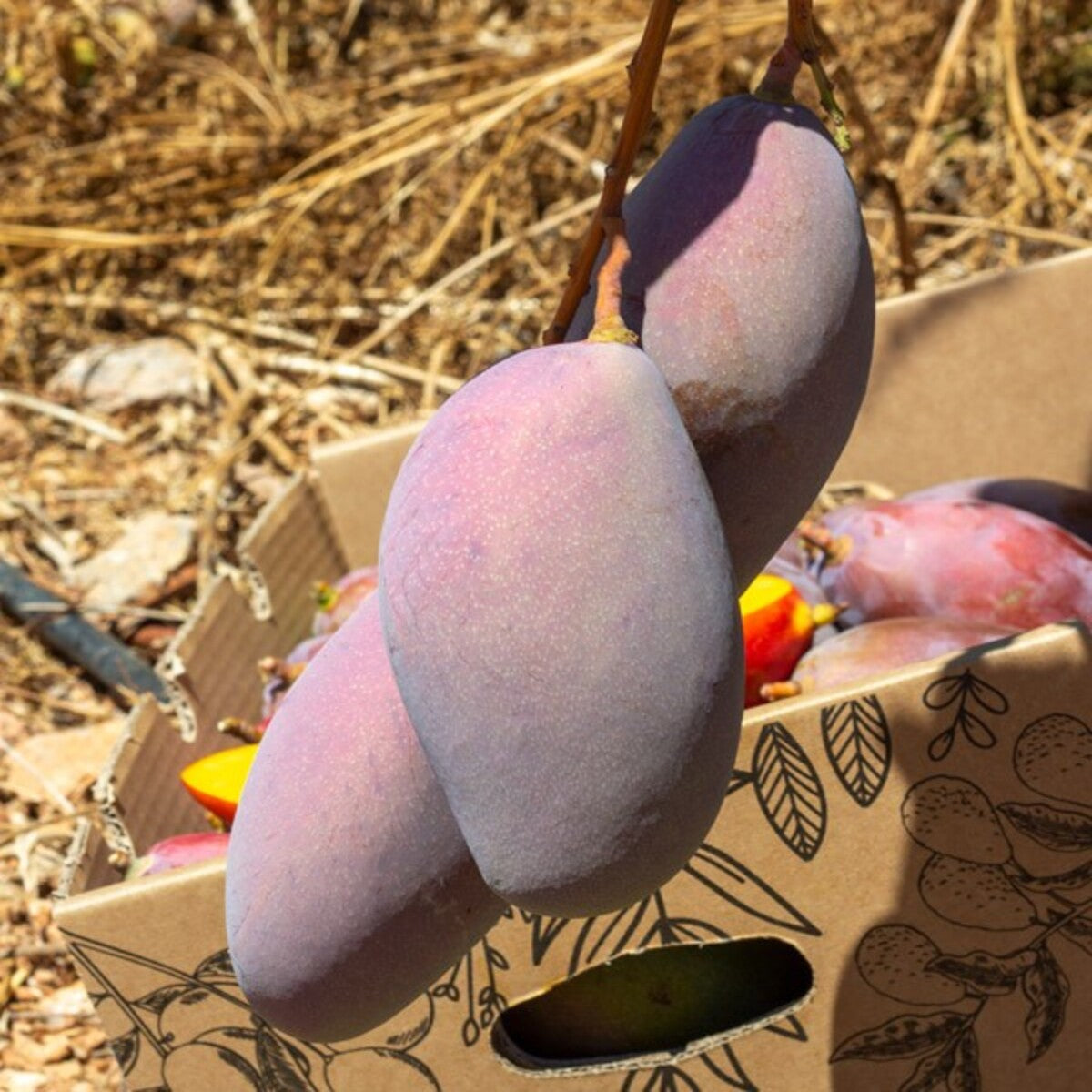 Mangos Ecológico Español Caja De 4kg_5