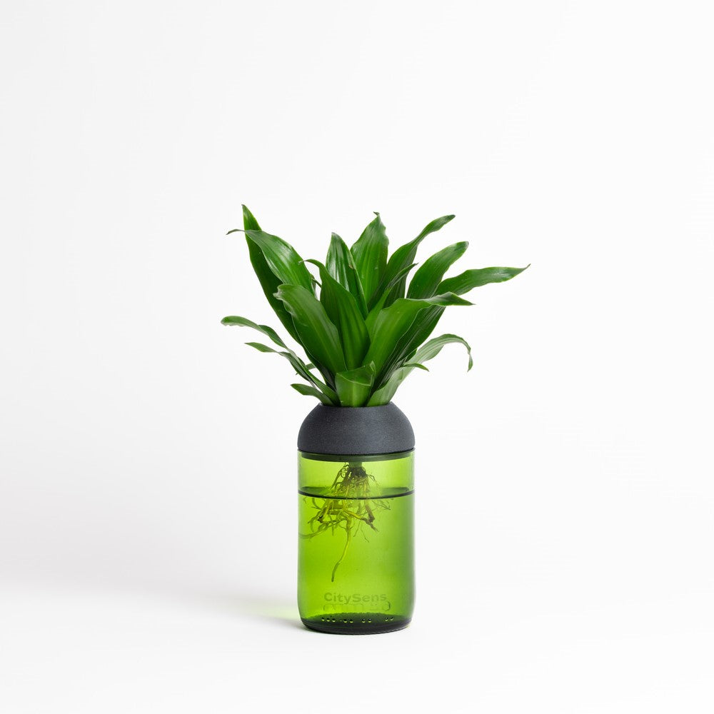 Macetero Transparente Citysens Con Soporte De Ébano – Verde, Vidrio Reutilizado Y Biofilamento De Madera 3d_4